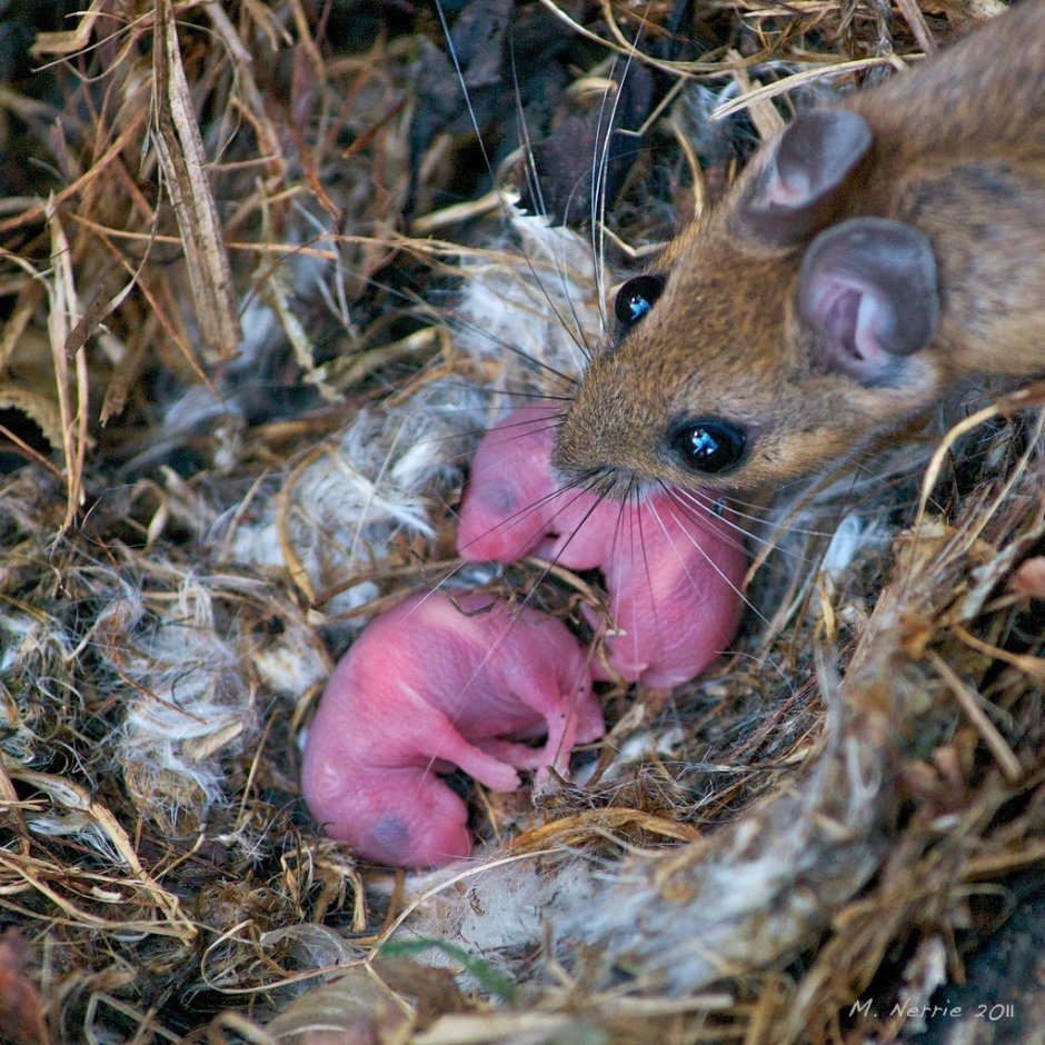Новорожденные млекопитающие