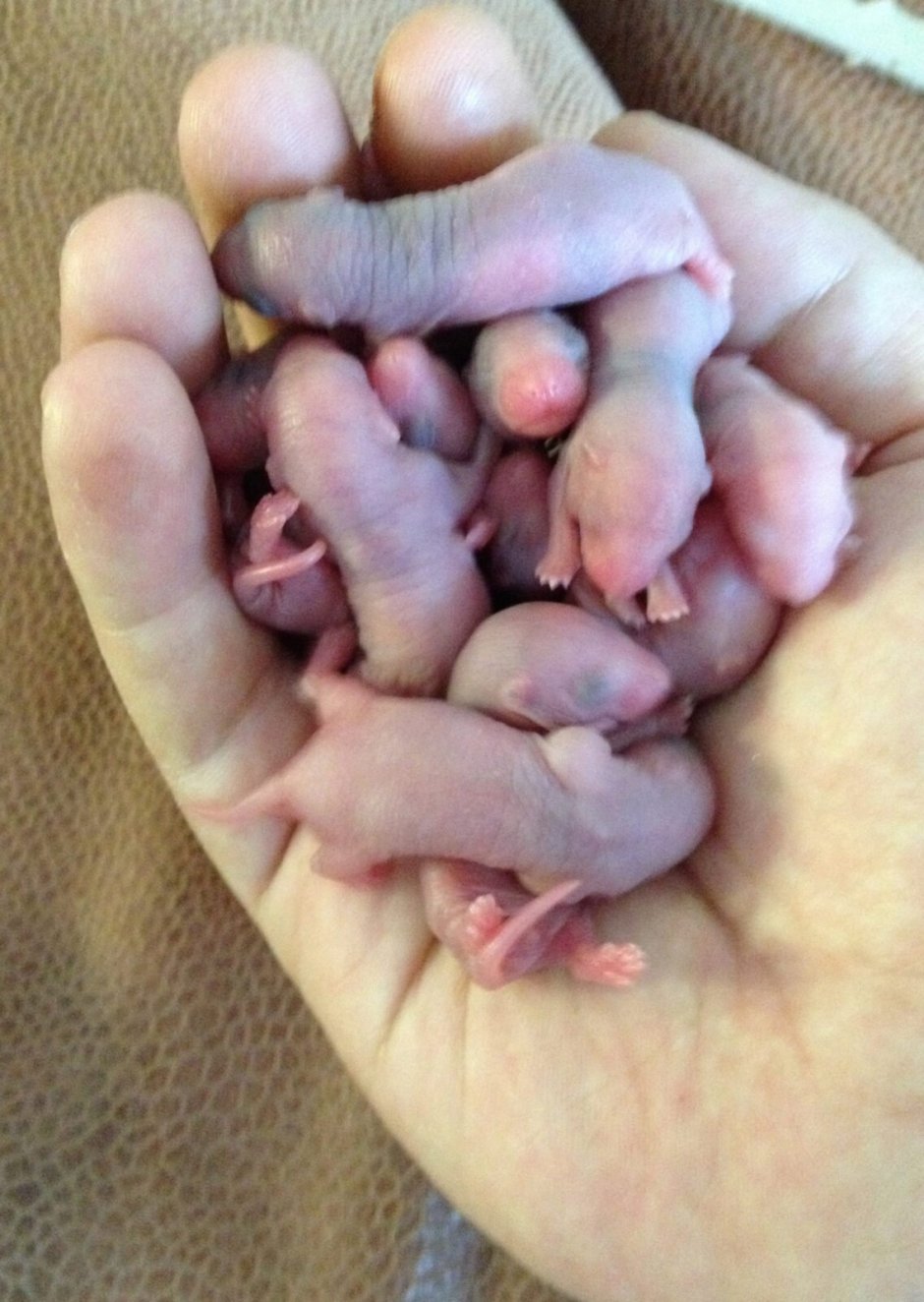 Крысята Дамбо Новорожденные