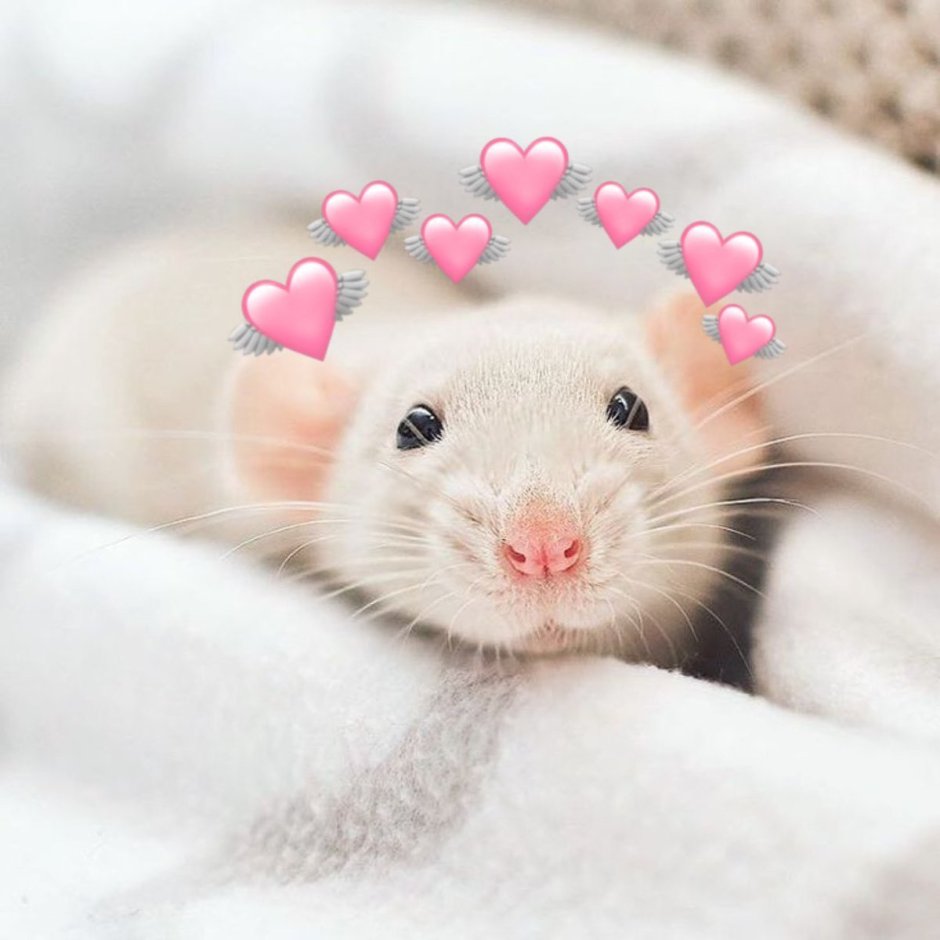 Карликовый поссум