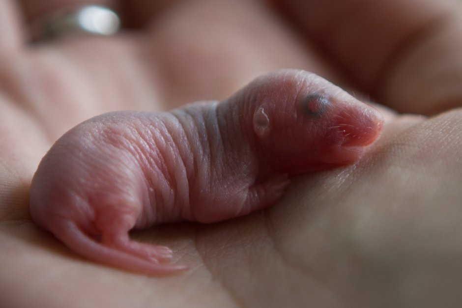 Крысята Дамбо Новорожденные