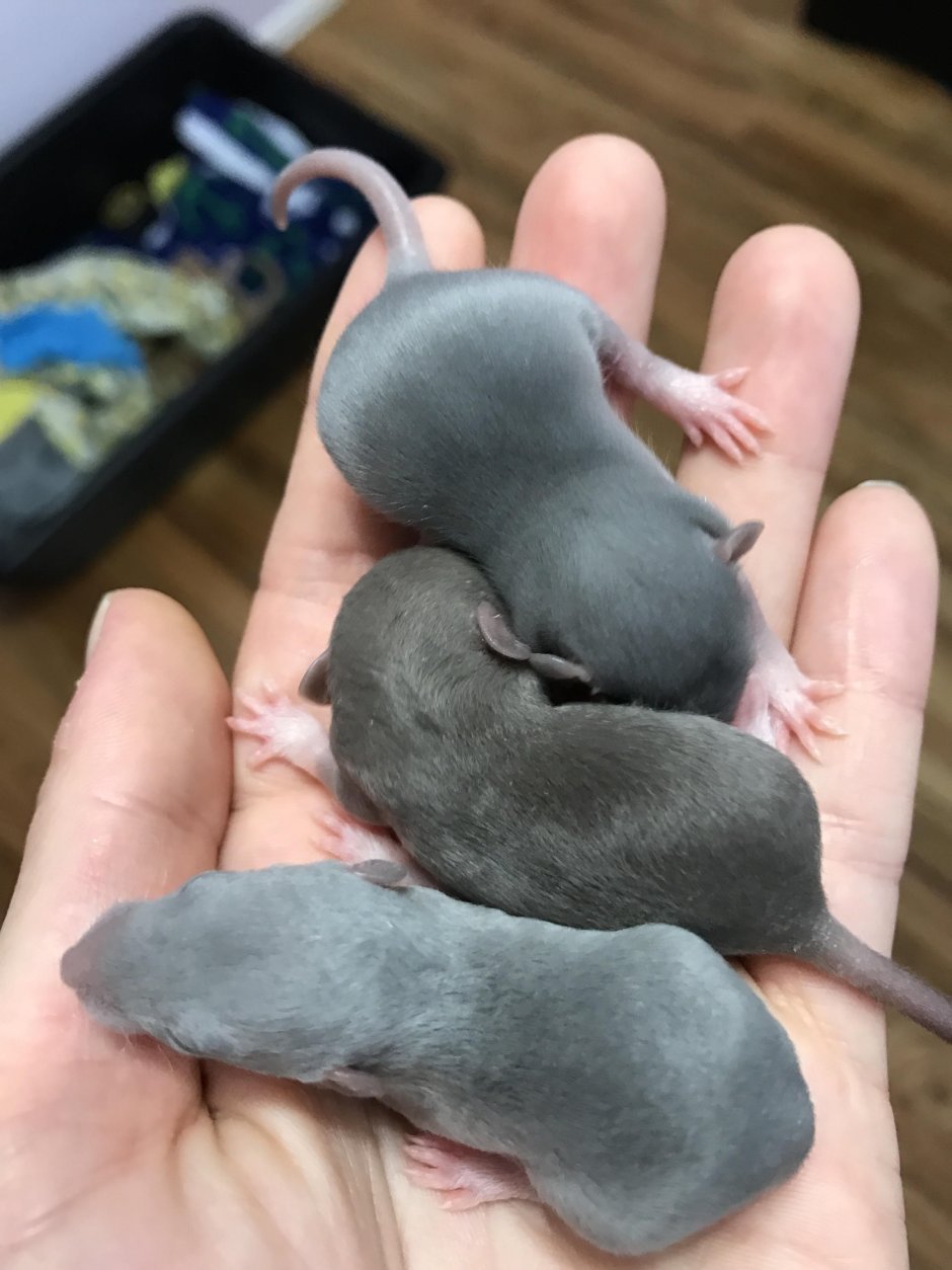 Маленькие крысята