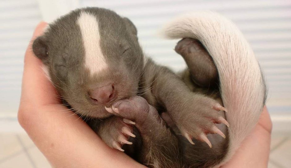 Крыса Дамбо голубая норка