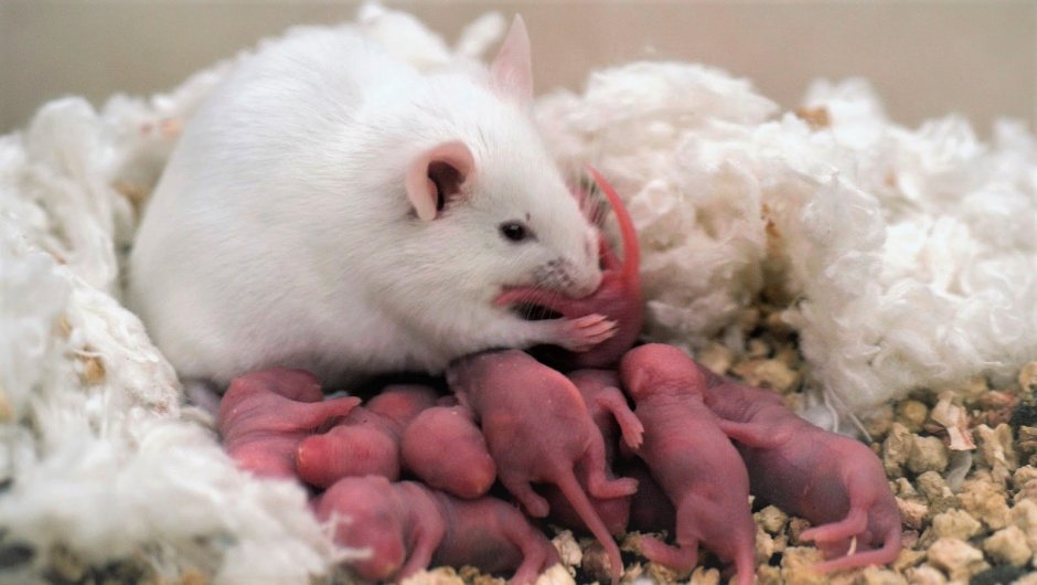 Детеныш мыши полевки