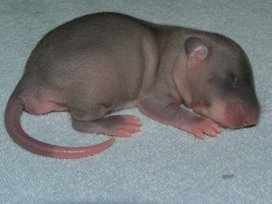 Новорожденный крысеныш
