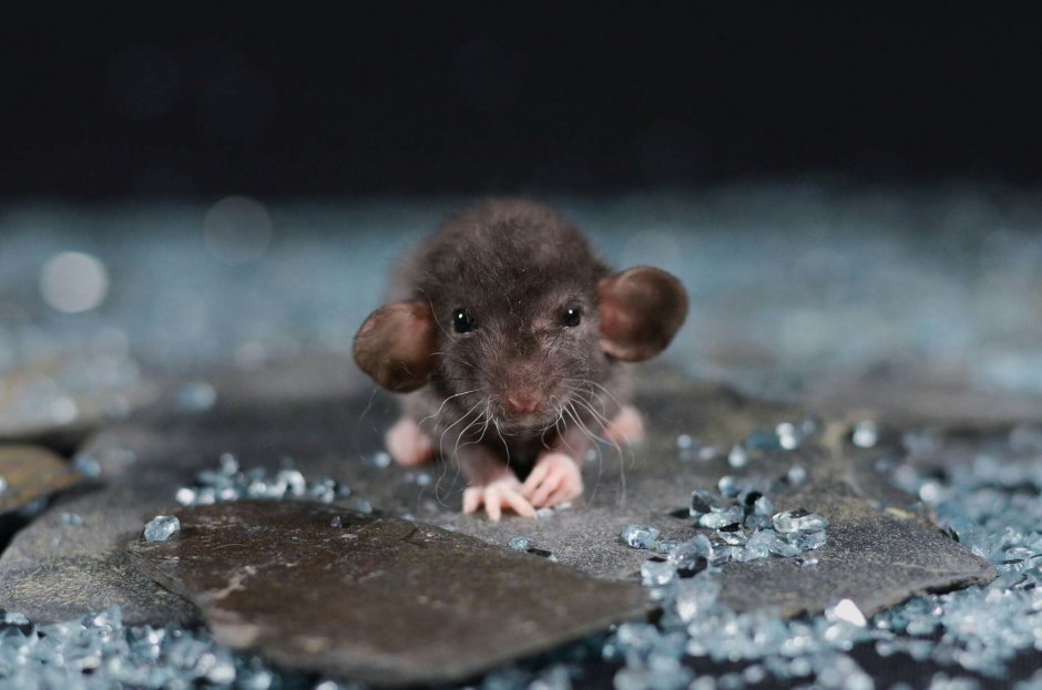 Вомбат детеныш детеныш