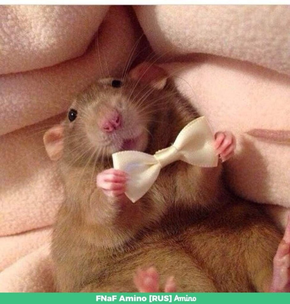 Детеныш белки новорожденный