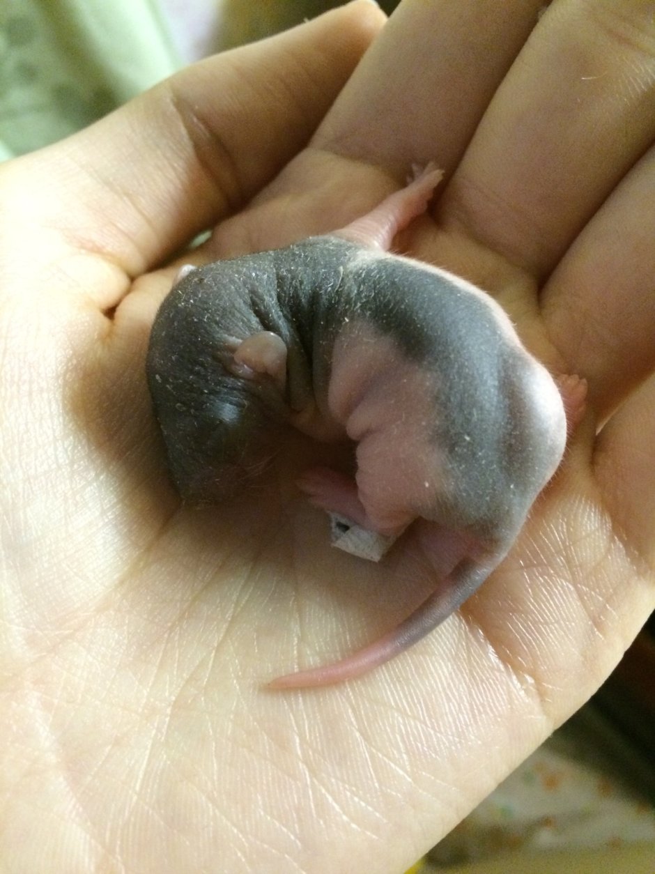 Детёныш крысы землеройки