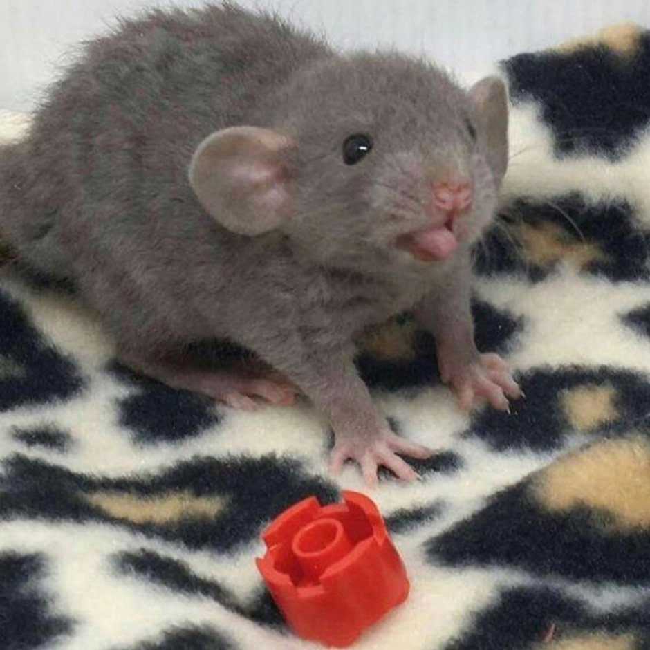 Малыш хомяк джунгарик