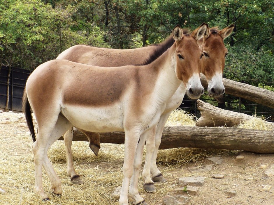 Кулан Equus hemionus
