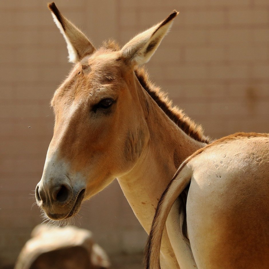 Equus Kiang