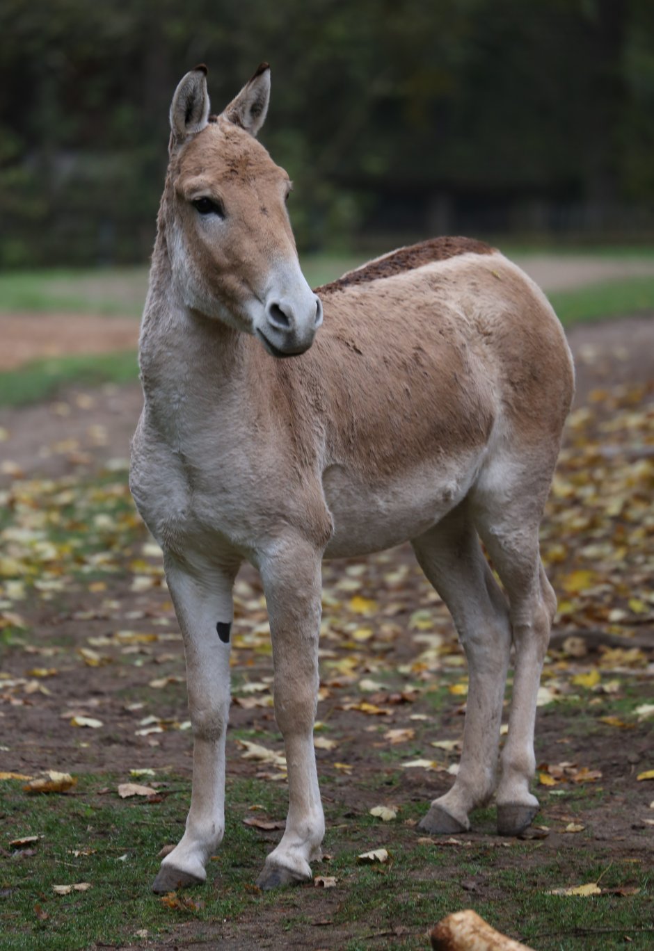 Кианг (Equus Kiang)