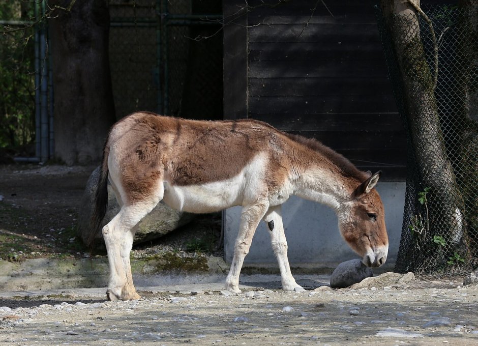 Сирийский Кулан