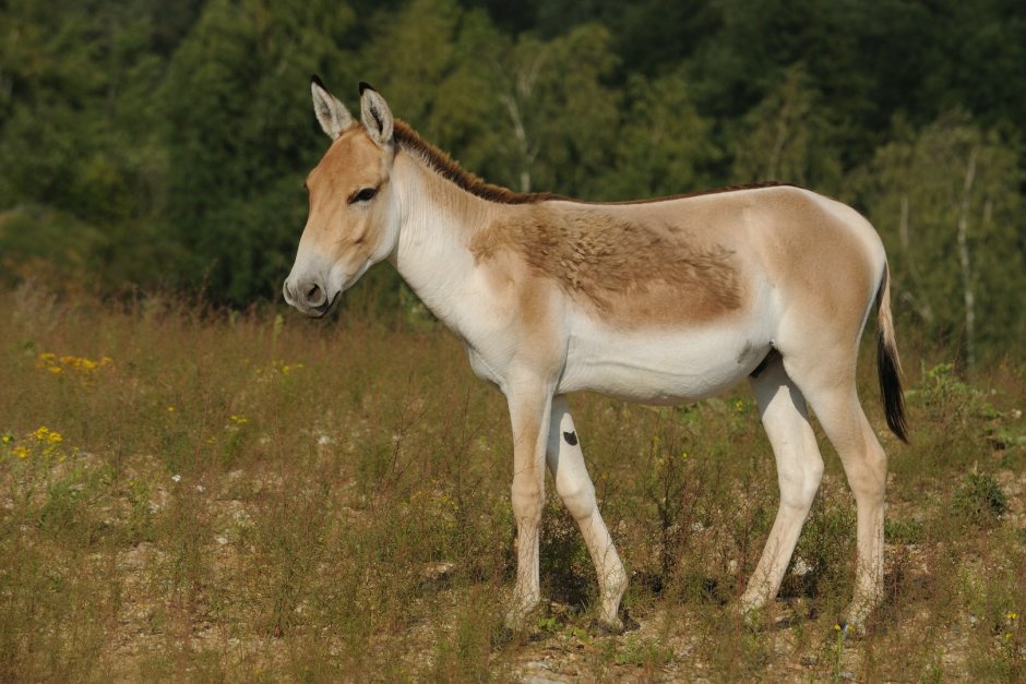 Кианг (Equus Kiang)