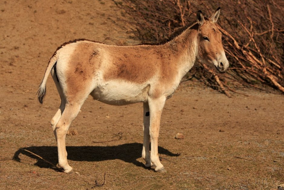 Тибетский Кианг
