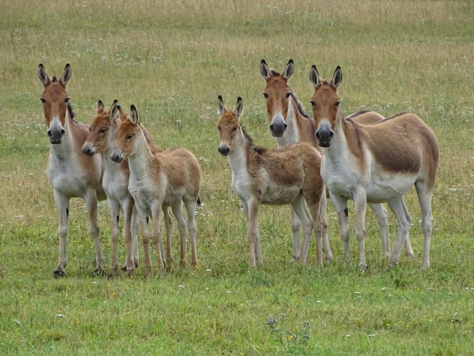 Сирийский Кулан