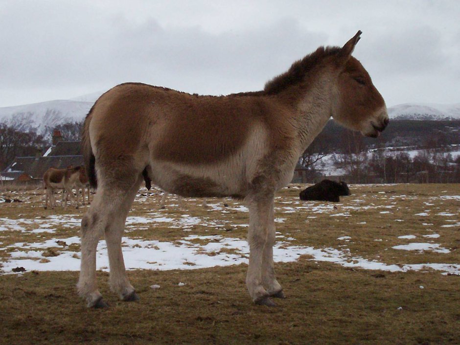 Кулан Equus hemionus