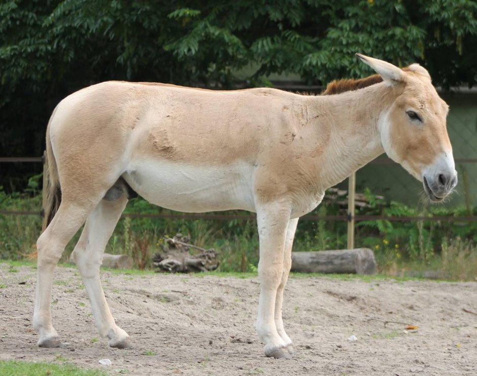 Короткова Виктория Инстаграмм
