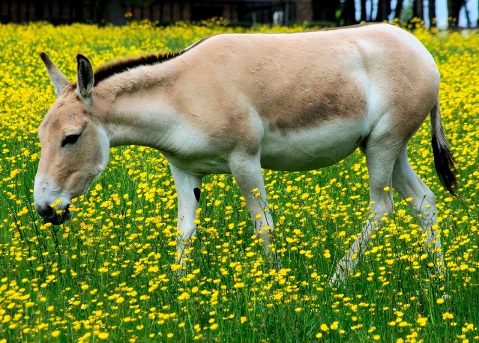 Ишак БАУТИНСКИЙ