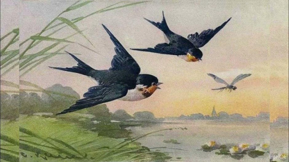 Морская Ласточка птица