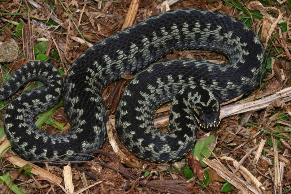 Гадюка Никольского (Vipera nikolskii)