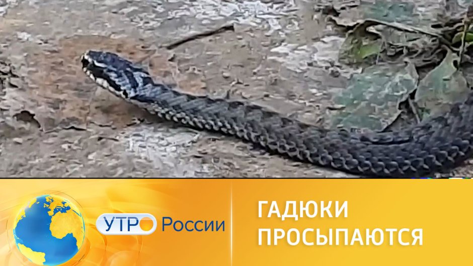 Гадюка Лотиева