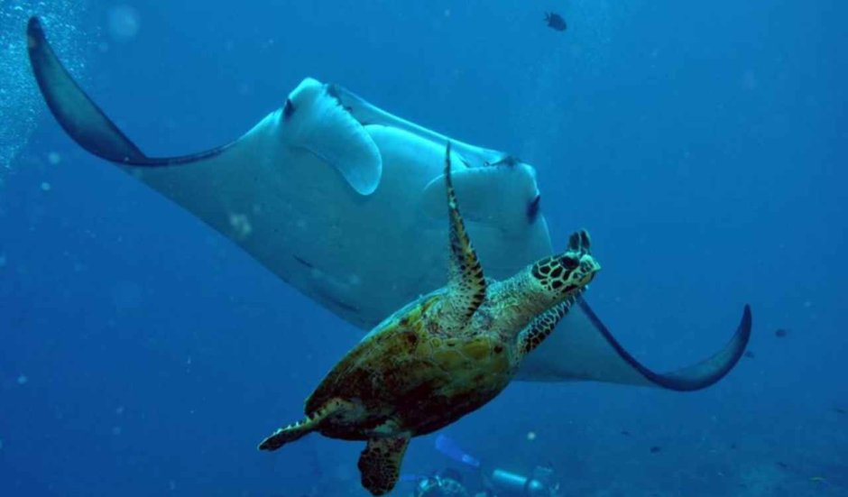 Подводный мир Аравийского моря