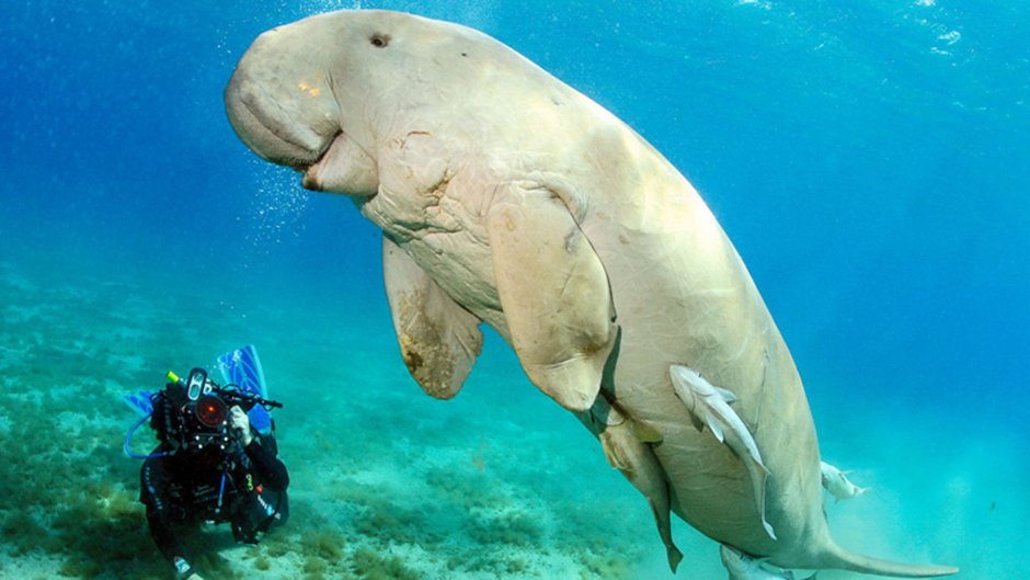 Дюгонь морская корова
