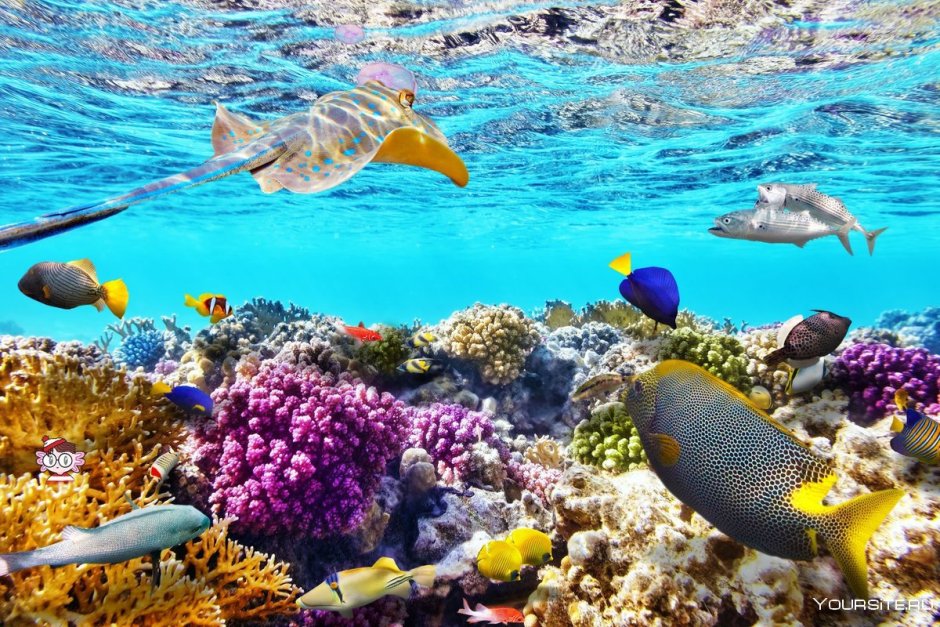 Шармаль Шейх море
