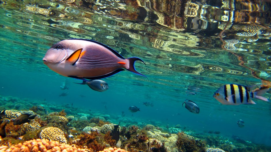 Эйлат красное море