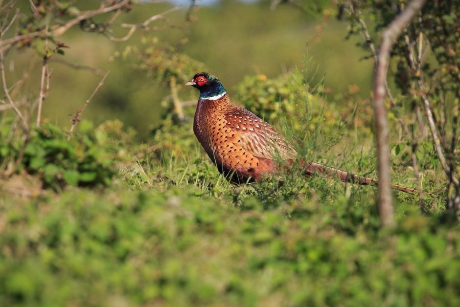 Kansas Pheasant Season 2021