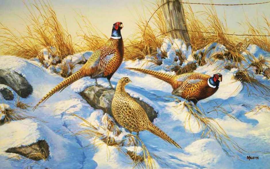 Phasianus torquatus