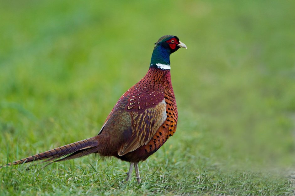 Шейные перья охотничьего фазана ringneck Neck