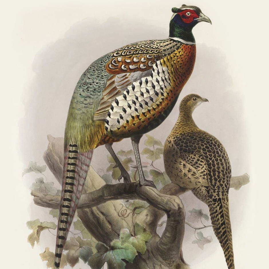 Chrysolophus amherstiae