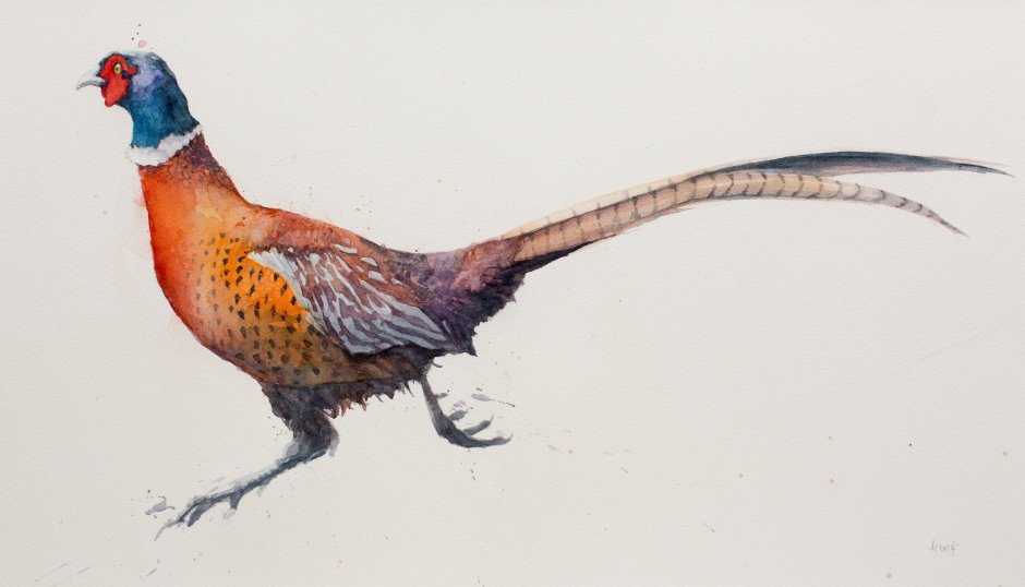 Предкавказский фазан (Phasianus colchicus septentrionalis)