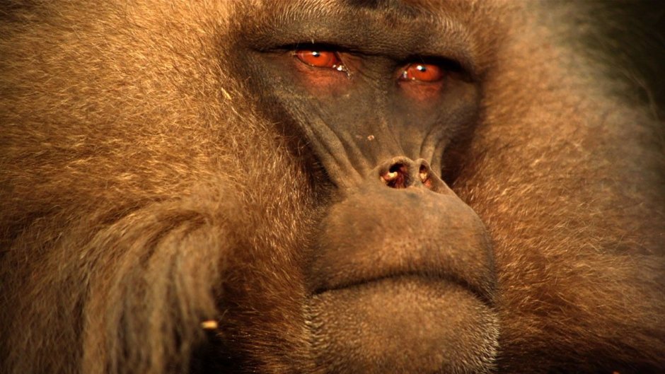 Baboon show