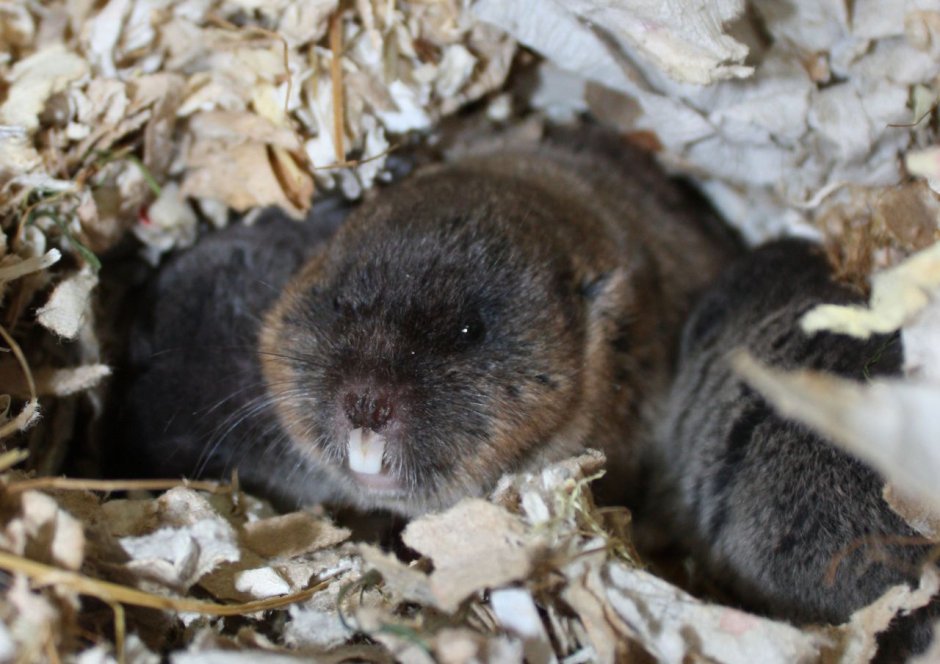 Слепушонка Крымская