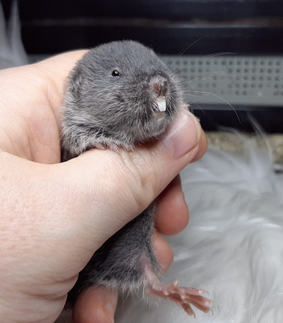 Восточная слепушонка