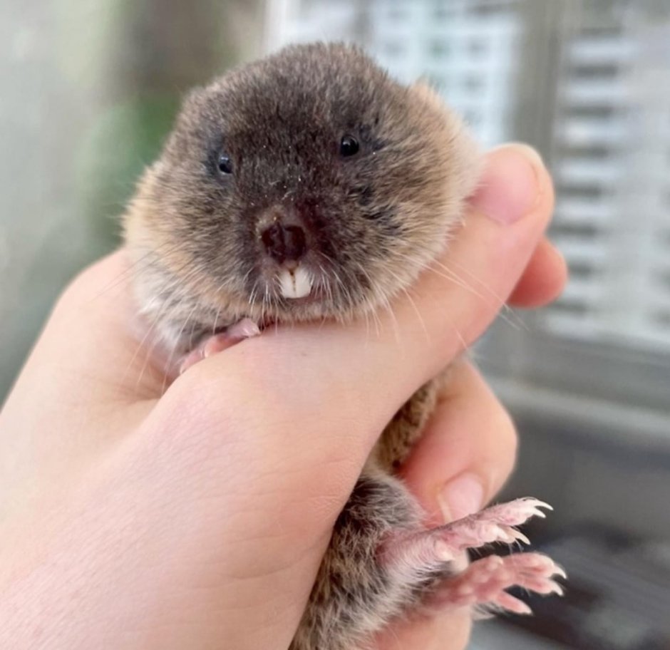 Слепушонка обыкновенная Ellobius talpinus