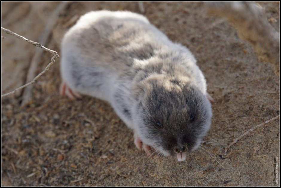 Восточноамериканский Крот