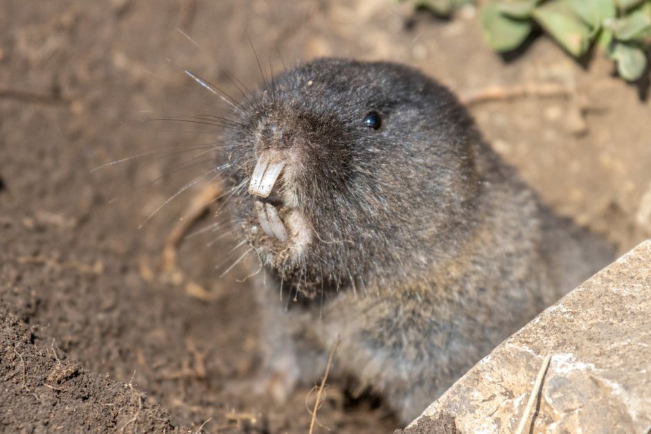 Микробобрик Восточная слепушонка