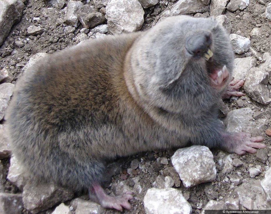 Равнинный Гофер (Geomys bursarius)