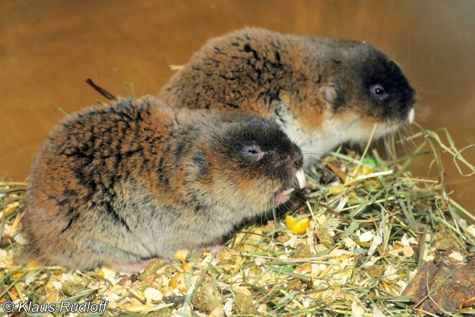 Слепушонка обыкновенная