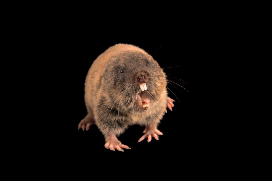 Слепушонка обыкновенная