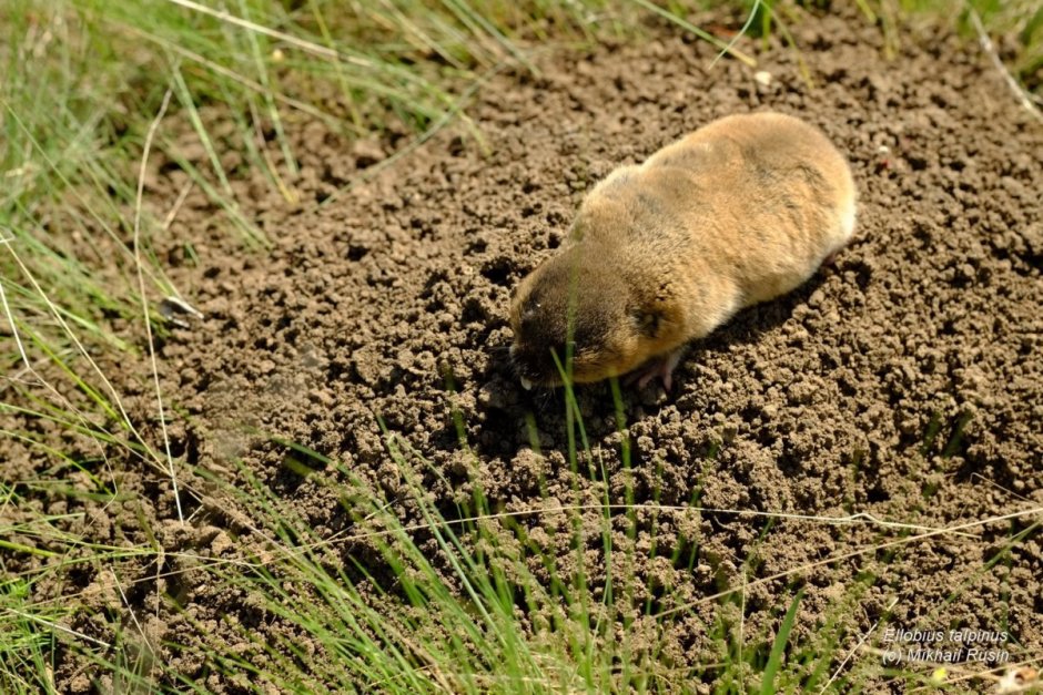 Крот слепыш обыкновенный