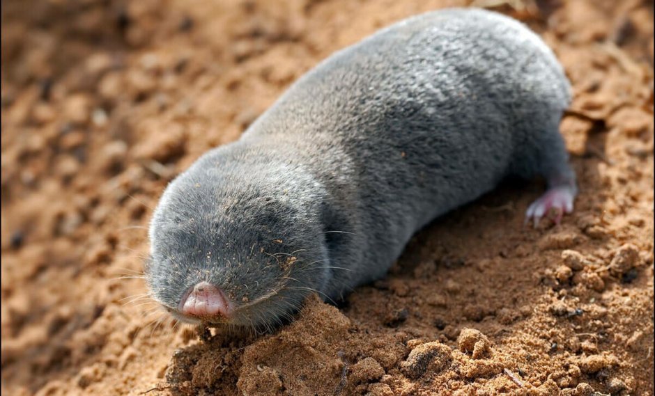 Слепушонка обыкновенная Ellobius talpinus