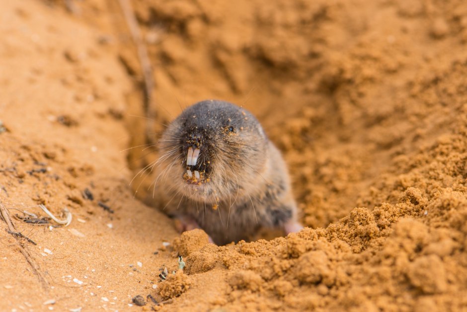 Восточная слепушонка