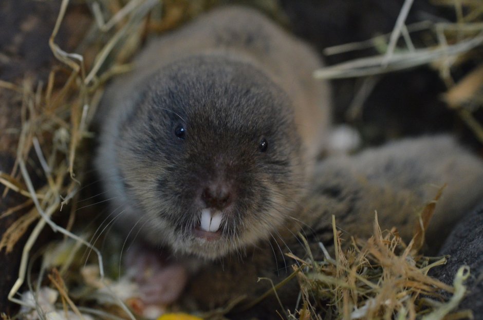 Равнинный Гофер