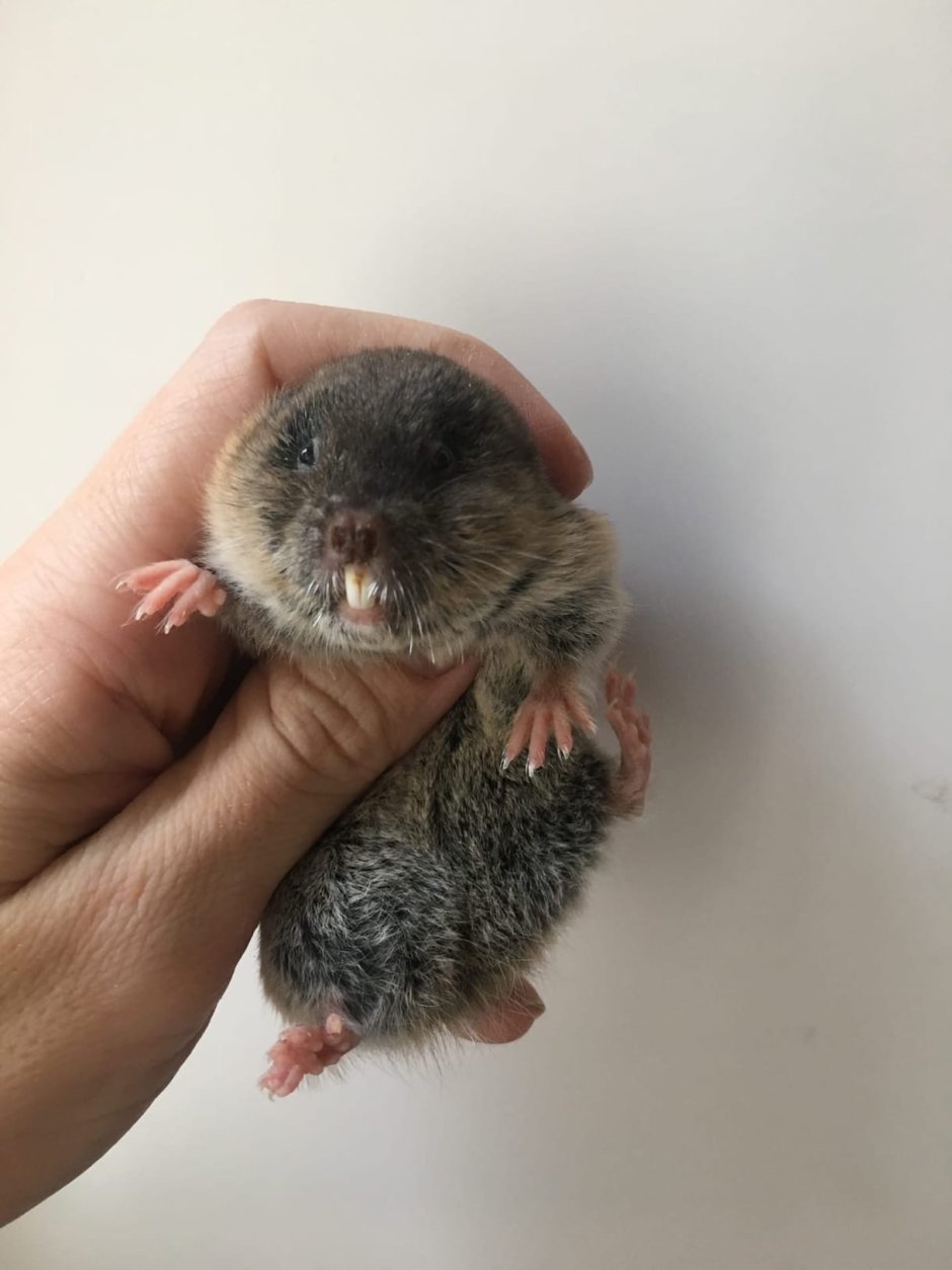 Земляной слепыш грызун