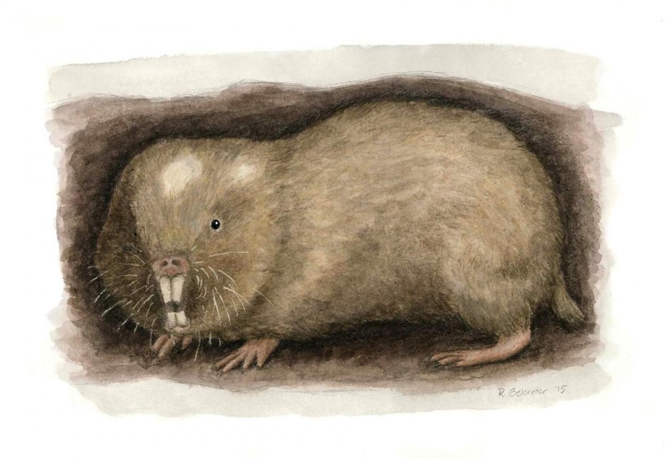 Равнинный Гофер