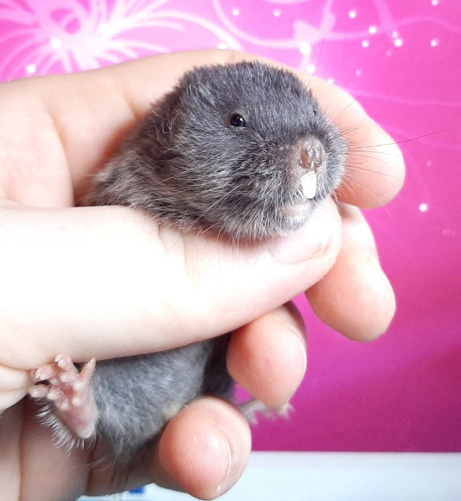 Восточная слепушонка Ellobius tancrei